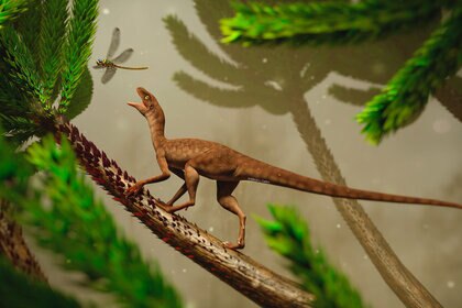 Pterosaur ancestor Maehary bonapartei