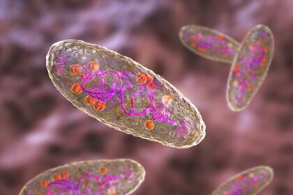 Plague bacteria (Yersinia pestis), computer illustration.