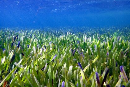 The Shark Bay Seagrass Posidonia Australis.