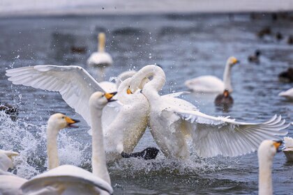 Fighting Swans
