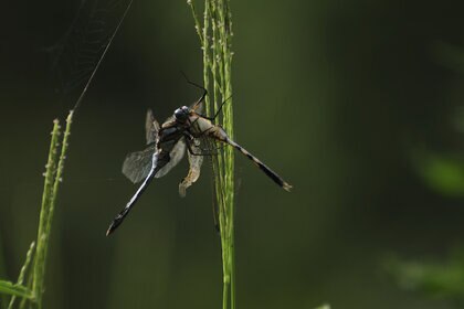 Cannibal Gray Dragonfly