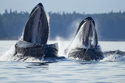 Close-up inside mouths of Humpback Whales