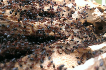 Army Of Ants On Log In Forest
