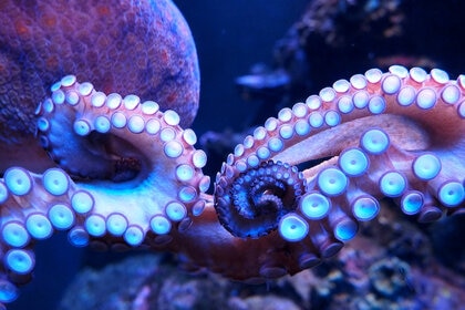 Octopus In Sea