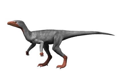 Eoraptor lunensis