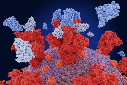 Nanobodies and Covid-19 virus spike protein