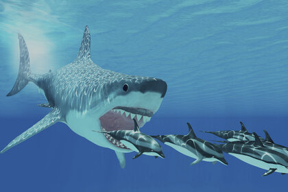 Megalodon