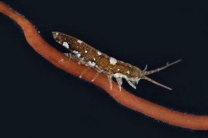 Idotea Isopod On Algae