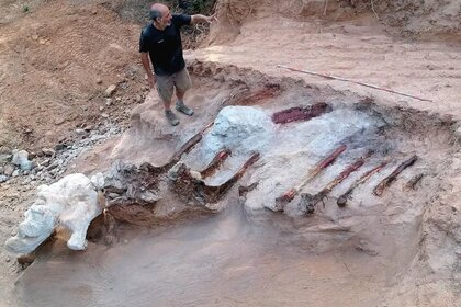 Sauropod Bones Found In Pombal, Portugal