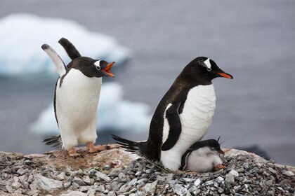 Gentoo penguins (Pygoscelis papua)