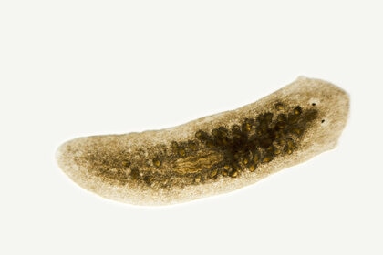 Flatworm