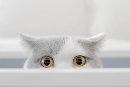 Cat peeking out box
