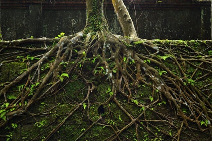Close-Up Of Tree Roots