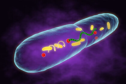 Leprosy Bacteria