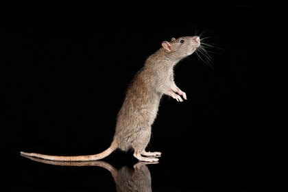 Portrait of a rat standing <3
