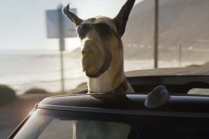 Marmaduke (Owen Wilson) in Marmaduke (2012)