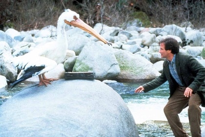 Robin Williams faces off with a herron sitting on a big rock in Jumanji (1995)