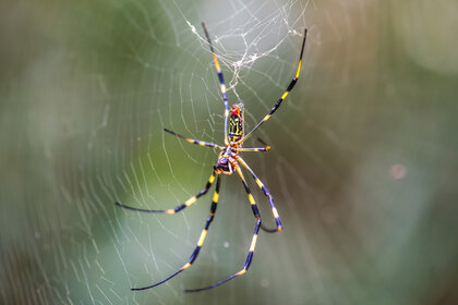 Trichonephila clavata (Joro spider) on a spider web