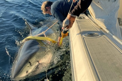 OCEARCH researchers capture and tag a large male white shark dubbed "Contender".