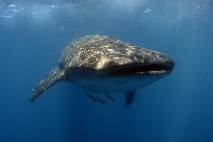 Whale Shark, Rhincodon typus, swims.