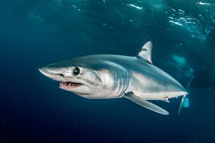 Mako shark swims.