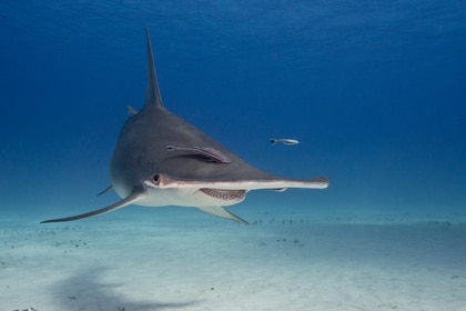 Great Hammerhead Shark