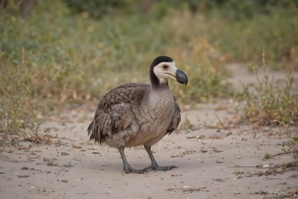 Dodo Illustration