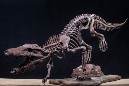 Figure 3 KOSTENSUCHUS ATROX