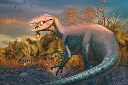 JoaquinraptorLR72 Credit Andrew McAfee CM