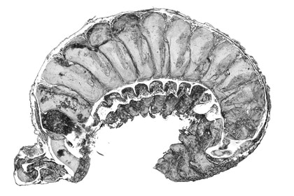 Virtual dissection of Youti yuanshi