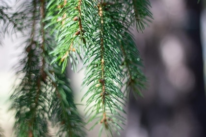 Norway Spruce