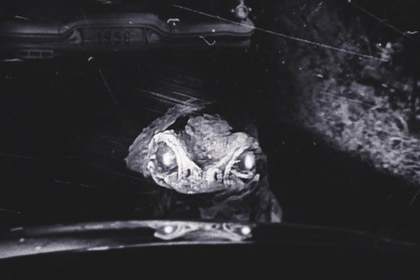 Frogman HEADER