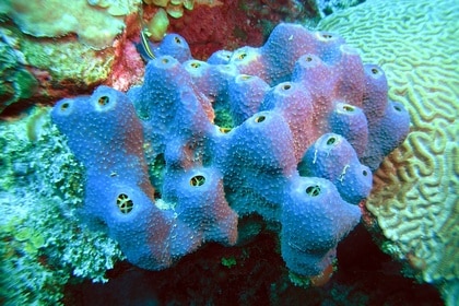 Sea Sponge