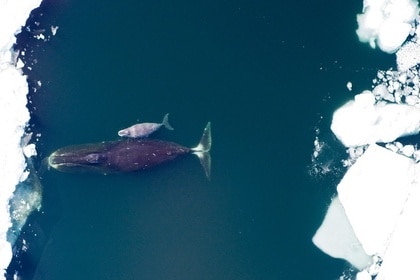 Bowhead Whales
