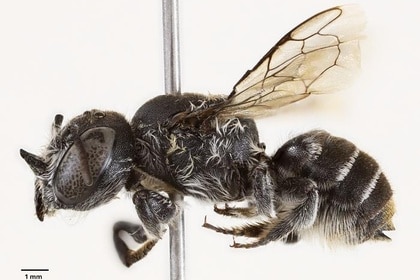 Megachile Lucifer (side)