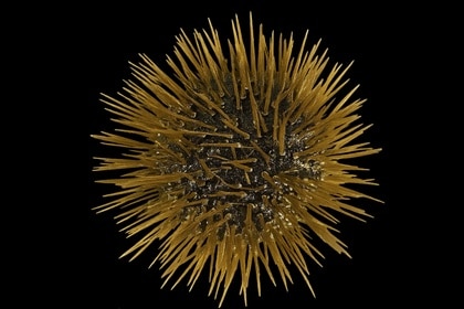 Sea Urchin