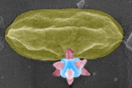 Bacteria And MOF
