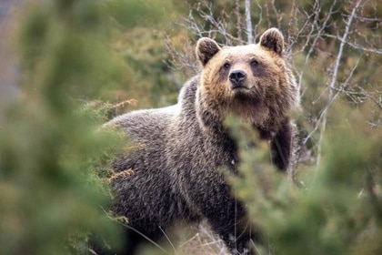 Brown Bear