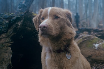 Good Boy header