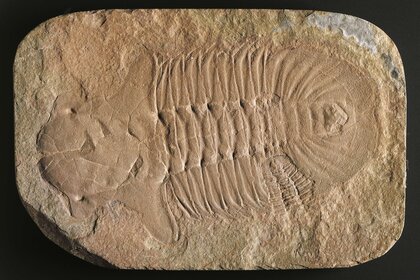 Hemirhodon amplipyge trilobite fossil
