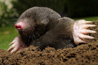 Happy Mole Day! If he sees his shadow, we’ll have 600 sextillion more days of spring. Credit: Shutterstock/Grimplet