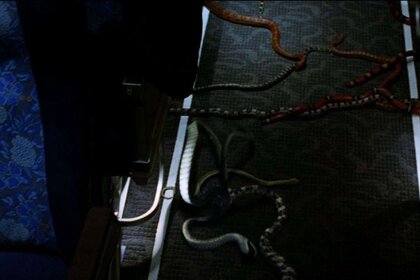 Snakes on a Plane Still