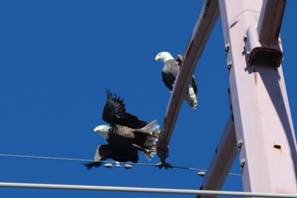eagles49_590.jpg.CROP.rectangle-large.jpg