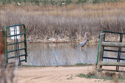 heron_590_wide.jpg