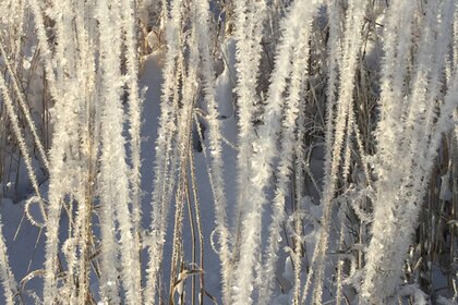ice_grass_590_0.jpg