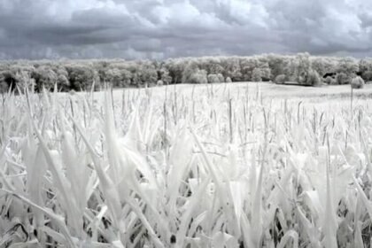 ir_cornstalks_hurtleff1341900348.jpg.CROP.rectangle-large.jpg