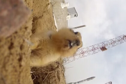 prairiedog_rocket.jpg