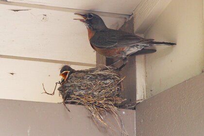robin_chick_590_1.jpg