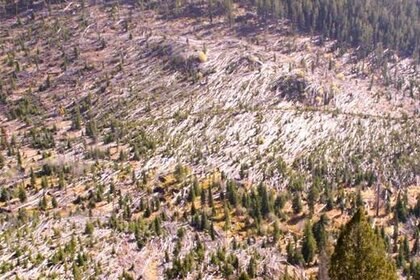 rodbenson_montanatrees1_568.jpg.CROP.rectangle-large.jpg