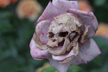 skullflower590.jpg